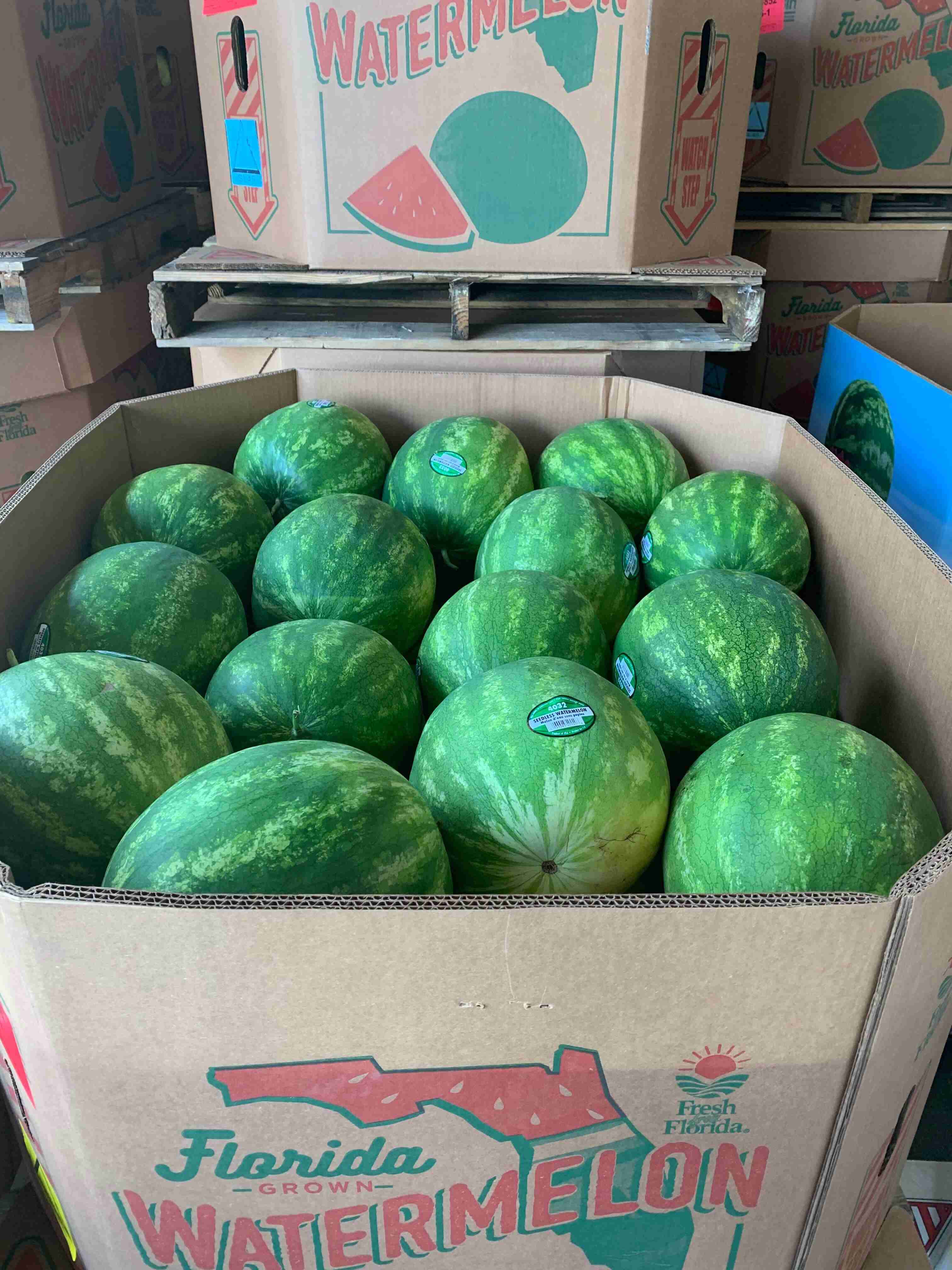 Watermelon Harvest