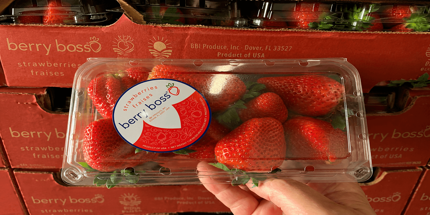 Strawberry Fields 1