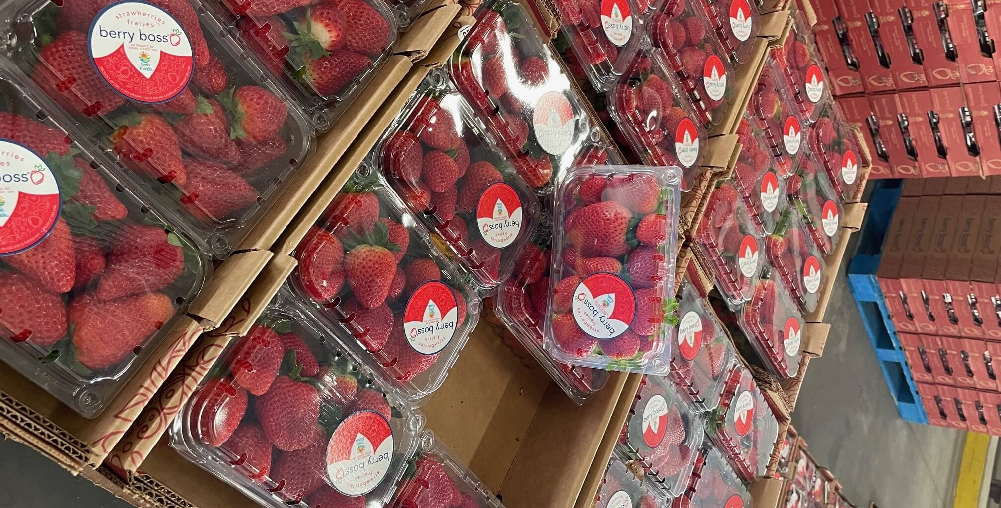Strawberry Fields 2