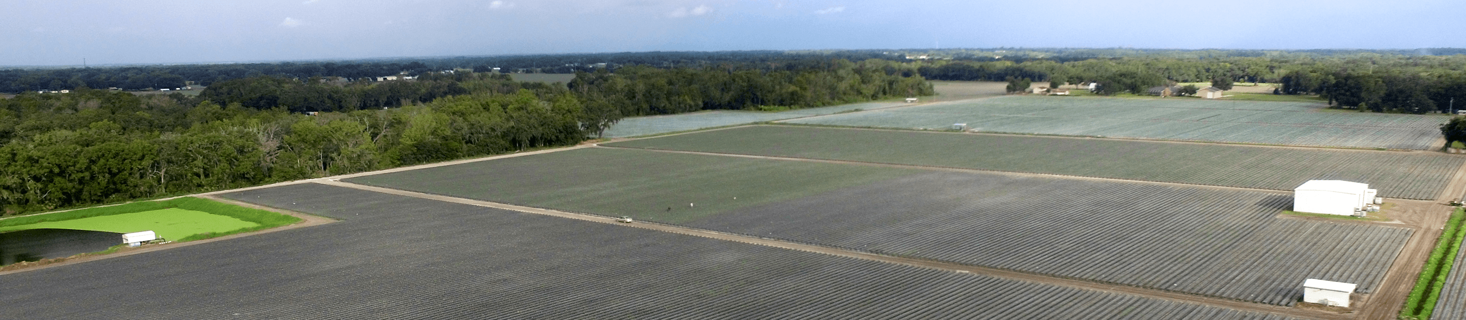 Berry Boss Farm