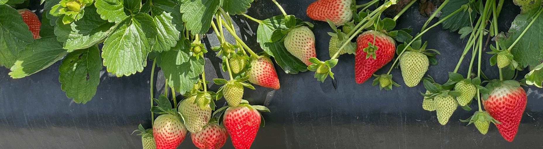 Strawberry Field
