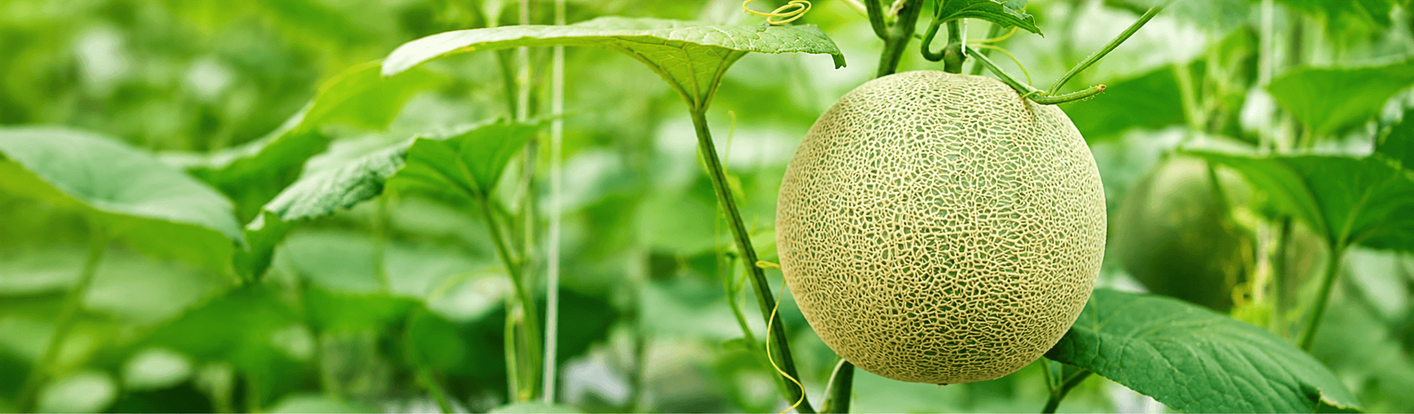 Muskmelon