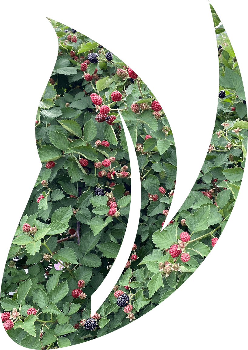 Leaf Background